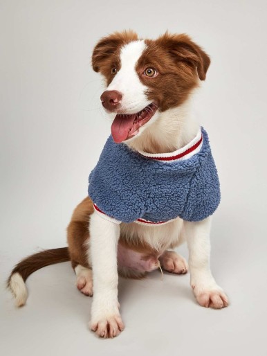 Striped Trim Embroidered Letter Teddy Dog Top