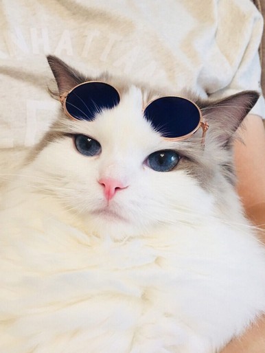 1pc Round Lens Cat Sunglasses